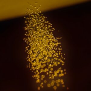 Beer Bubbles