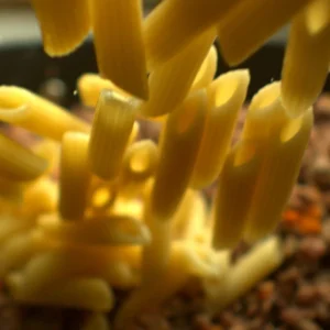Penne Into Meat